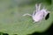 The Durian Psyllid or Allocarsidara malayensis Crawford, beautiful white insect perching on leaves