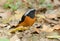 Durian Redstart (Phoenicurus auroreus)