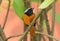 Durian Redstart (Phoenicurus auroreus)