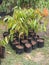 Durian seedling grown in black plastic bag.