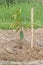 Durian seedlings planted by farmers.