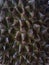 Durian skin. It& x27;s sharp like thorn