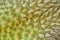 Durian spiky texture and background