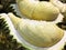 Durian is a Thai fruit. The fruit festival in Thailand. In April - May every year.