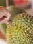 Durian Thai fruit have Sharp thorn finger hand catch stem