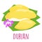 Durian Thai popular fruit white background