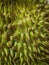 Durian, thorny fruit Is a fruit of Asia Golden yellow color of the fruit is sweet, soft and has a pungent aroma. White background