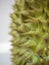 Durian, thorny fruit Is a fruit of Asia Golden yellow color of the fruit is sweet, soft and has a pungent aroma. White background