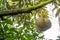 Durian tree,Fresh durian fruit on tree,Durians Mon Thong are the