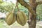 Durian trees in the farm in Thailand