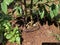 Durian trees in garden