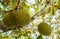 Durian trees in the garden