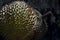 Durian Tropical Fruit Durio isolated on dark background. landscape