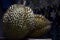 Durian Tropical Fruit Durio isolated on dark background. landscape