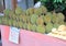 Durians display