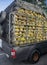 Durians in stock rack of truck/pickup.