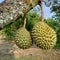 Durians on the tree plantation orchard.