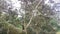 Durio fruits hanging on the tree branches.