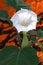 Durman indian datura innoxia flower