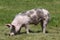 Duroc breed piglet posing at animal farm on pasture