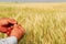 Durum Wheat in Farmer\'s Hands