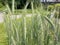 Durum wheat Triticum durum, Hard wheat, der Hartweizen, Durumweizen, Glasweizen oder Hart-Weizen / The Botanical Garden Zurich