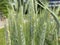 Durum wheat Triticum durum, Hard wheat, der Hartweizen, Durumweizen, Glasweizen oder Hart-Weizen / The Botanical Garden Zurich