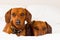 Duschounds in studio on white background looking lovely doggies dogs