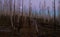 Dusk in a Burned Pine Forest in Central Oregon