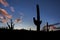 Dusk with cacti in Saguaro National Park