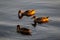 Dusk Delight: Ducks Gliding on the Lake in beautiful evening