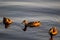 Dusk Delight: Ducks Gliding on the Lake in beautiful evening