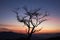 Dusk elegance silhouette of a lone dry tree in twilight