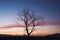 Dusk elegance silhouette of a lone dry tree in twilight