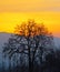 Dusk mountain and a chinar tree