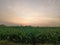 Dusk over the cornfield