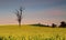 Dusk skies over farmland canola fields