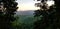 Dusk Sky through the Canopy of Trees