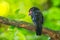 Dusky Broadbill