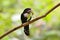 Dusky broadbill bird