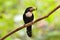 Dusky broadbill bird