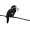 Dusky broadbill bird