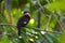 Dusky broadbill bird