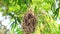 Dusky Broadbill Corydon sumatranus bird in nature