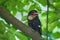 Dusky Broadbill (Corydon sumatranus) o