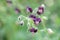 Dusky cranes-bill Geranium phaeum, with dark violet coloured flowers