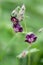 Dusky cranes-bill Geranium phaeum, dark violet flowers in close-up