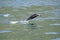 Dusky Dolphin jumping
