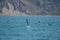 Dusky Dolphin in Kaikoura, New Zealand