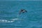 Dusky dolphin Lagenorhynchus obscurus jumping out of the water near Kaikoura, New Zealand.